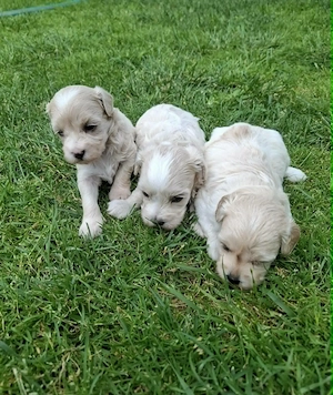 Maltipoo fajtatiszta jellegű kiskutyák foglalhatóak  - kép 4