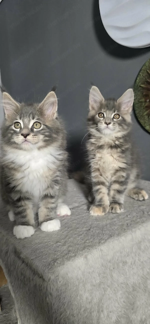 Maine Coon Cicák szerető otthont keresnek! - kép 5