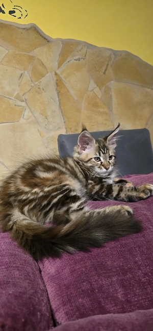 Maine Coon Cicák szerető otthont keresnek! - kép 6