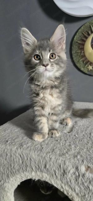 Maine Coon Cicák szerető otthont keresnek! - kép 4