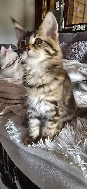 Maine Coon Cicák szerető otthont keresnek! - kép 10