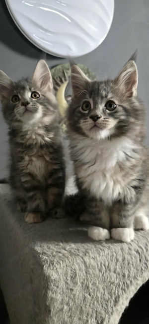 Maine Coon Cicák szerető otthont keresnek! - kép 7