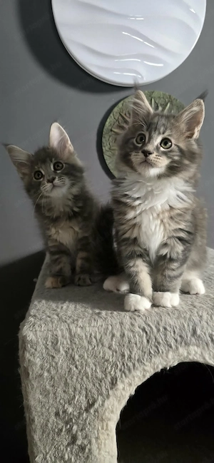 Maine Coon Cicák szerető otthont keresnek! - kép 3