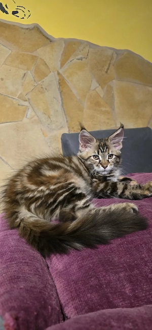 Maine Coon Cicák szerető otthont keresnek! - kép 9