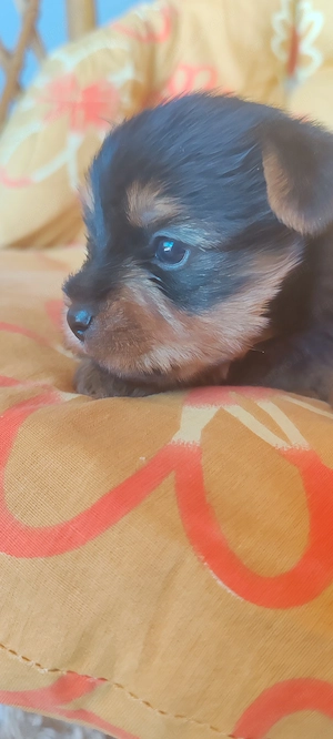 Yorkshire terrier kicsi növésű kisfiú  kutyus foglalózható - kép 3