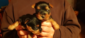 Yorkshire terrier kicsi növésű kisfiú  kutyus foglalózható - kép 4