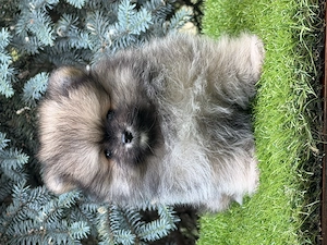 Pomerániai törpe spitz kislány - kép 3