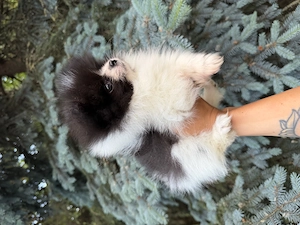 Pomerániai törpe spitz fiú - kép 2