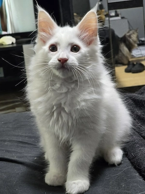 Maine coon kisfiú 