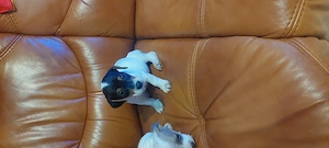 Eladó jack Russell kis kanok  - kép 3