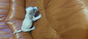 Eladó jack Russell kis kanok  - kép 4