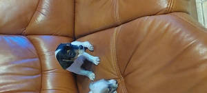 Eladó jack Russell kis kanok  - kép 2