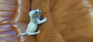 Eladó jack Russell kis kanok  - kép 5