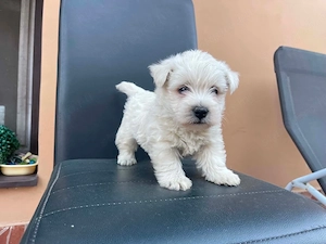 Westie kiskutya - kép 2