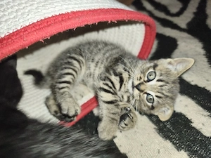 Brit kandúr cicusok szerető gazdit keresnek! - kép 8