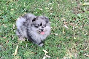 pomerániai törpe spitz  blue merle pomi törzskönyvezett kiskutyák  - kép 2