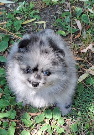 pomerániai törpe spitz  blue merle pomi törzskönyvezett kiskutyák  - kép 7