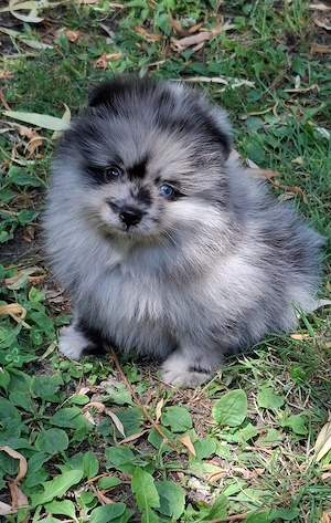 pomerániai törpe spitz  blue merle pomi törzskönyvezett kiskutyák  - kép 4