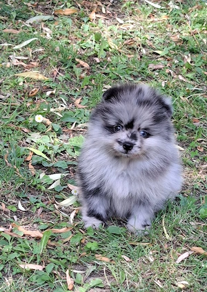 pomerániai törpe spitz  blue merle pomi törzskönyvezett kiskutyák  - kép 3