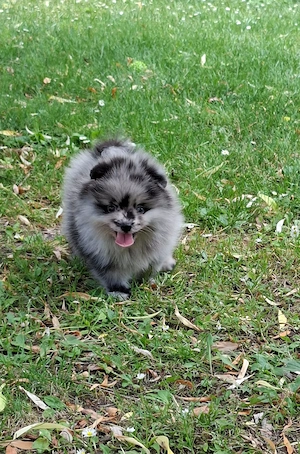 pomerániai törpe spitz  blue merle pomi törzskönyvezett kiskutyák  - kép 5