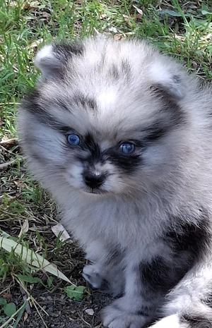 pomerániai törpe spitz  blue merle pomi törzskönyvezett kiskutyák  - kép 9