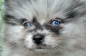 pomerániai törpe spitz  blue merle pomi törzskönyvezett kiskutyák  - kép 10