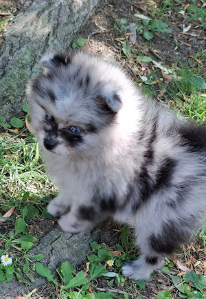pomerániai törpe spitz  blue merle pomi törzskönyvezett kiskutyák  - kép 6