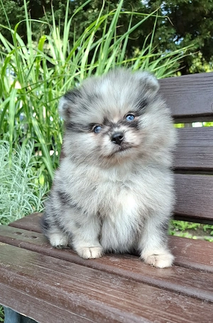 pomerániai törpe spitz  blue merle pomi törzskönyvezett kiskutyák  - kép 8