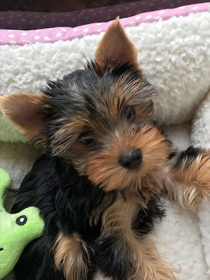 Yorkshire terrier kölykök  - kép 2