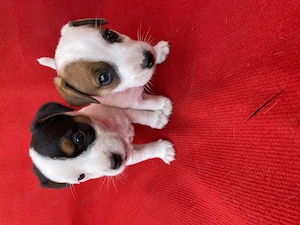 Azonnal elvihető fajta jellegű Jack Russel terrier kiskutyák!