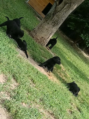 Fekete Labrador kölykök  - kép 2