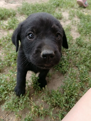 Fekete Labrador kölykök 
