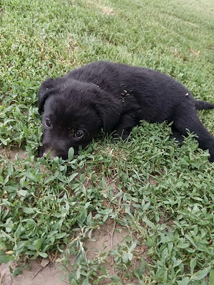 Fekete Labrador kölykök  - kép 3