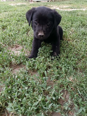 Fekete Labrador kölykök  - kép 5