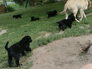 Fekete Labrador kölykök  - kép 4