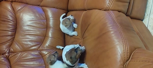 Eladó jack Russell kis kutyák 