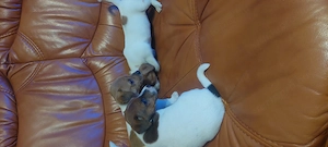 Eladó jack Russell kis kutyák  - kép 4