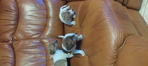 Eladó jack Russell kis kutyák  - kép 2