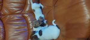 Eladó jack Russell kis kutyák  - kép 3
