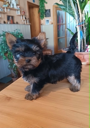  Kicsike Yorkshire terrier kisfiú (Yorki) - kép 2