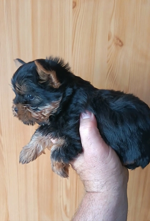  Kicsike Yorkshire terrier kisfiú (Yorki) - kép 4