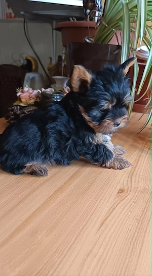  Kicsike Yorkshire terrier kisfiú (Yorki) - kép 3