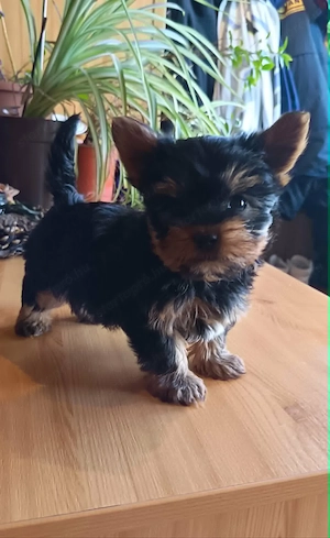  Kicsike Yorkshire terrier kisfiú (Yorki) - kép 5