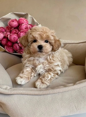   toy uszkár maltipoo kiskutyák   - kép 2