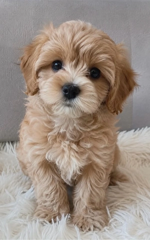   toy uszkár maltipoo kiskutyák   - kép 3