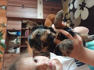 Mini yorki kiskutya  - kép 3