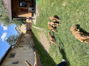 Drótszőrű Magyar vizsla kisfiú - kép 3