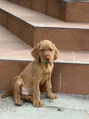 Drótszőrű Magyar vizsla kisfiú - kép 2