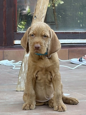 Drótszőrű Magyar vizsla kisfiú - kép 5