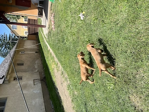 Drótszőrű Magyar vizsla kisfiú - kép 4